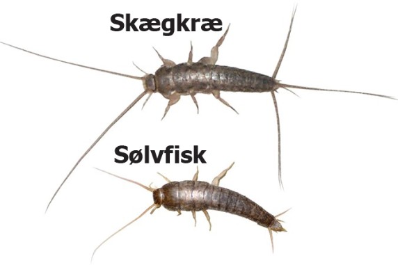 Sølvfisk og Skægkræ bekæmpelse - Sønderjysk Skadedyrsbekæmpelse